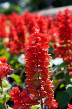 Sage, Red  Salvia splendens